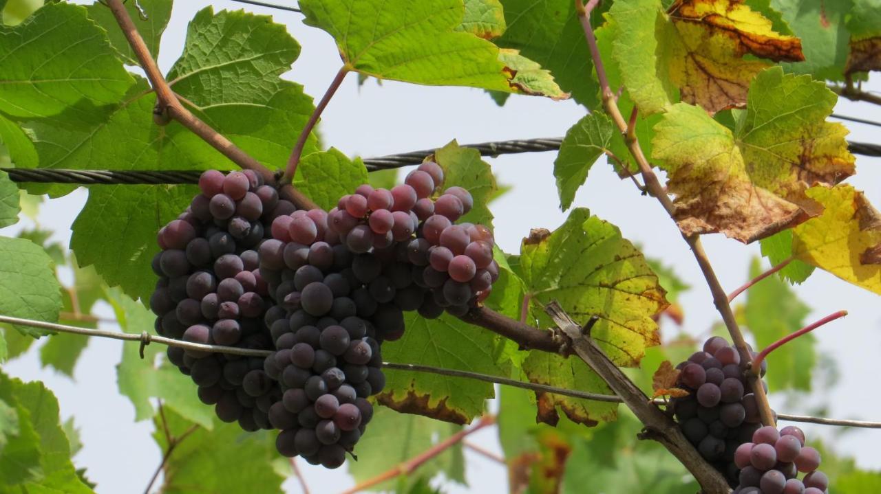 Ferienwohnung Elbsommer Am Weinberg Meißen Zewnętrze zdjęcie